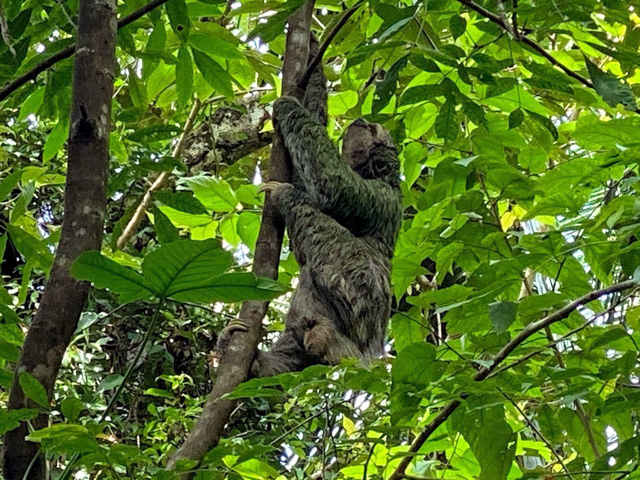 sloth in a tree in costa rica national park