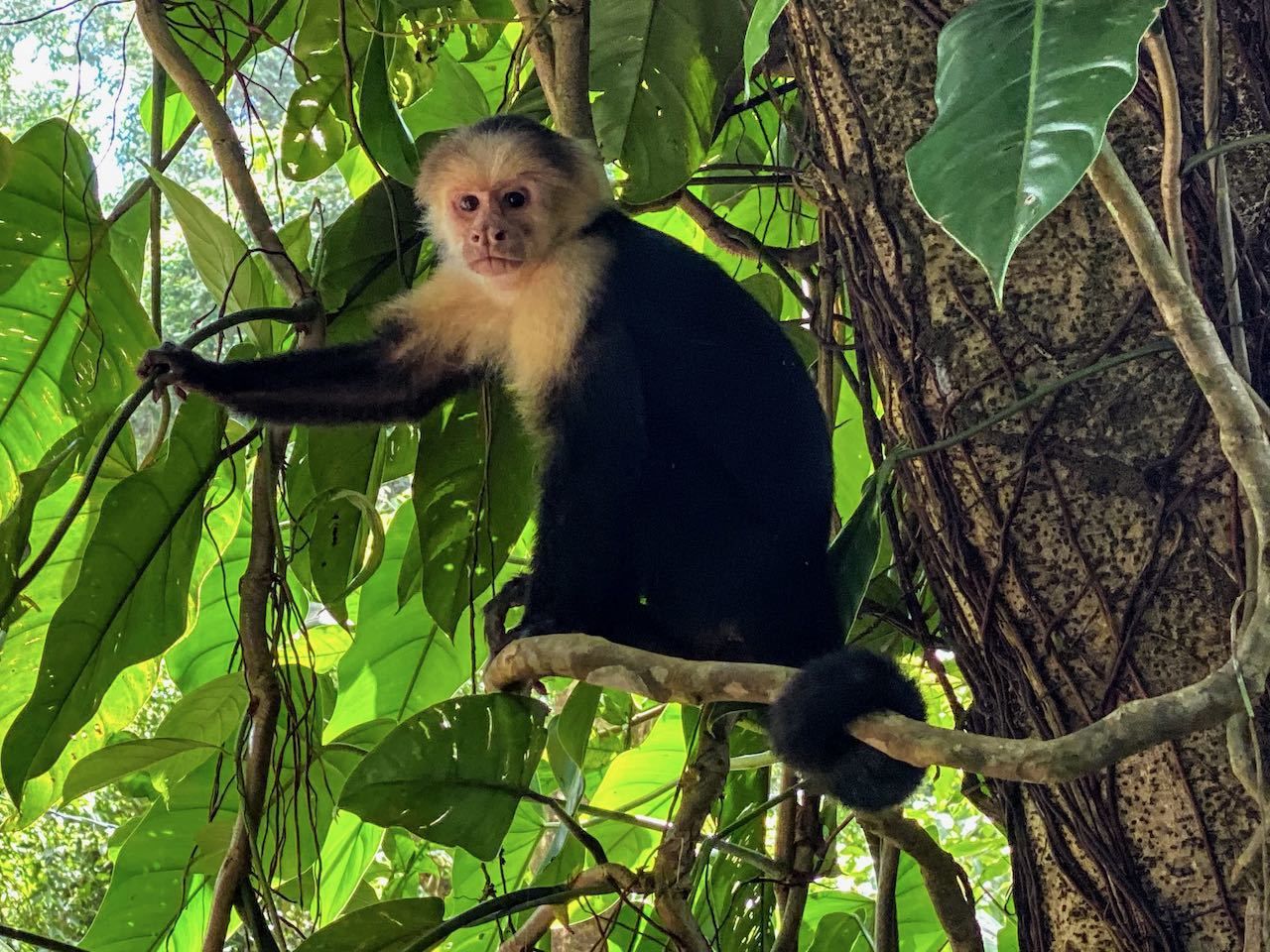 black and white capuchin monkey sat in a tree in manuel antonio national park