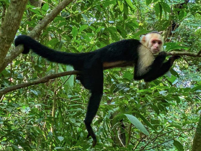 Monkey on a tree in manuel antonio
