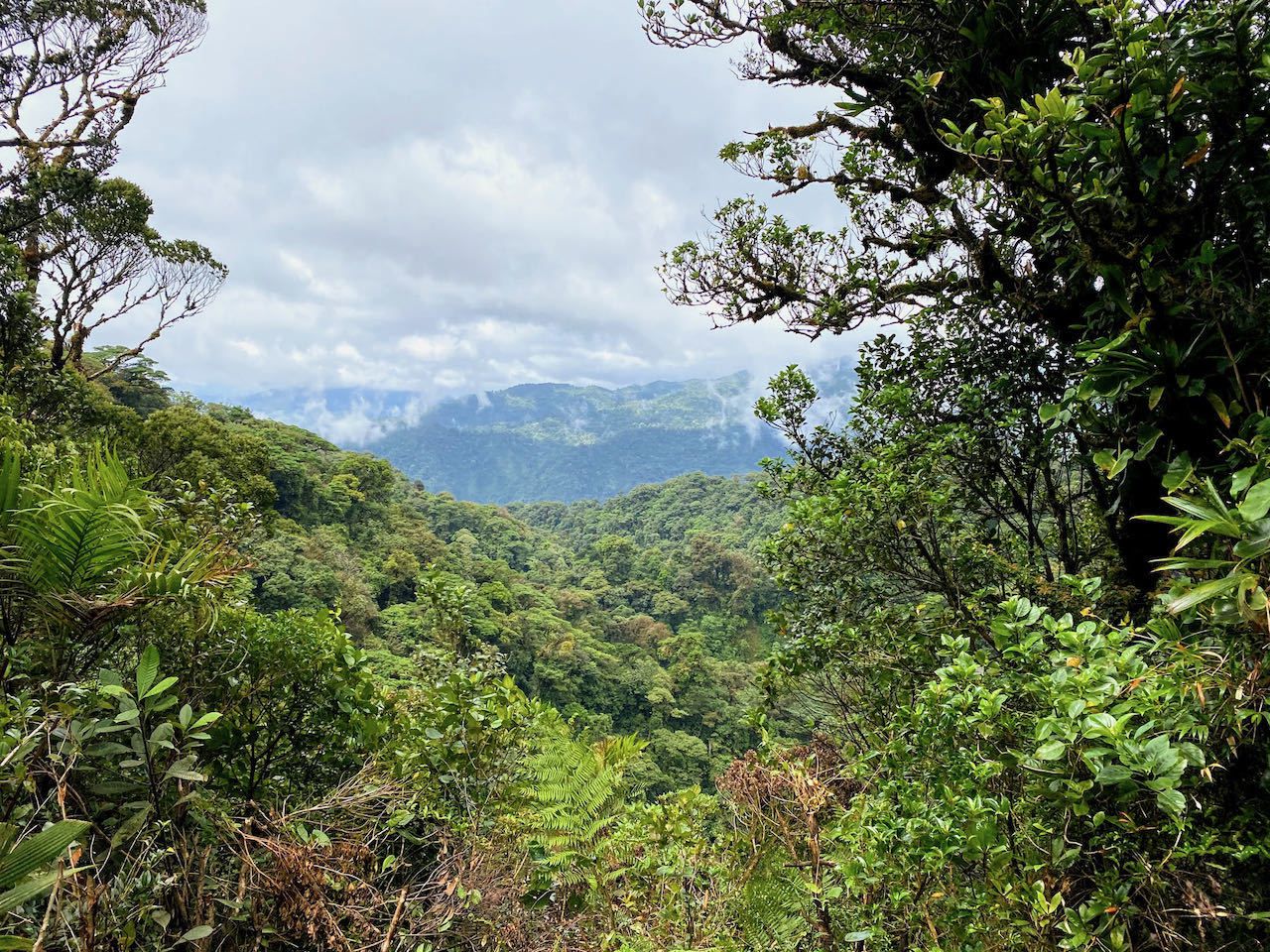 panoramic view over monteverde cloud forest costa rica