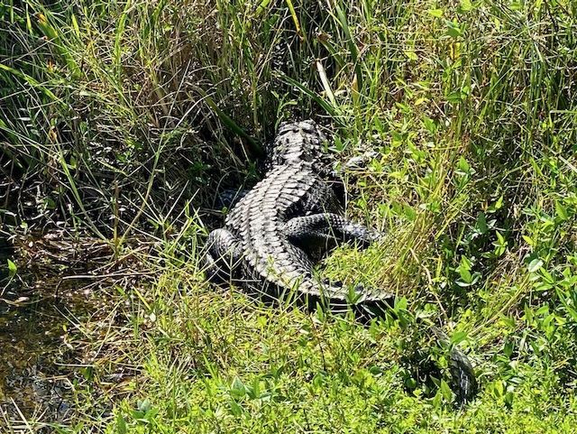 Things To Do In the everglades wildlife