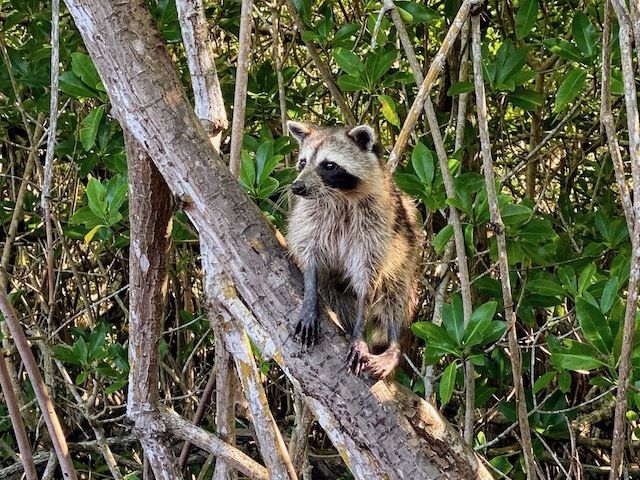 Things To Do In the everglades raccoon
