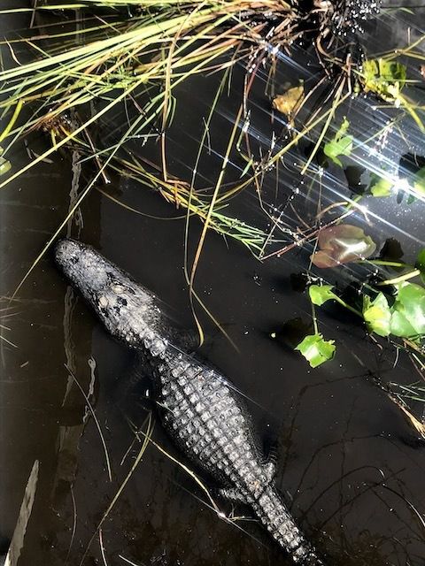 Things To Do In the everglades