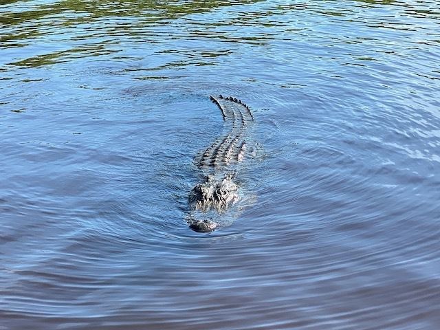 Things To Do In the everglades Crocodile