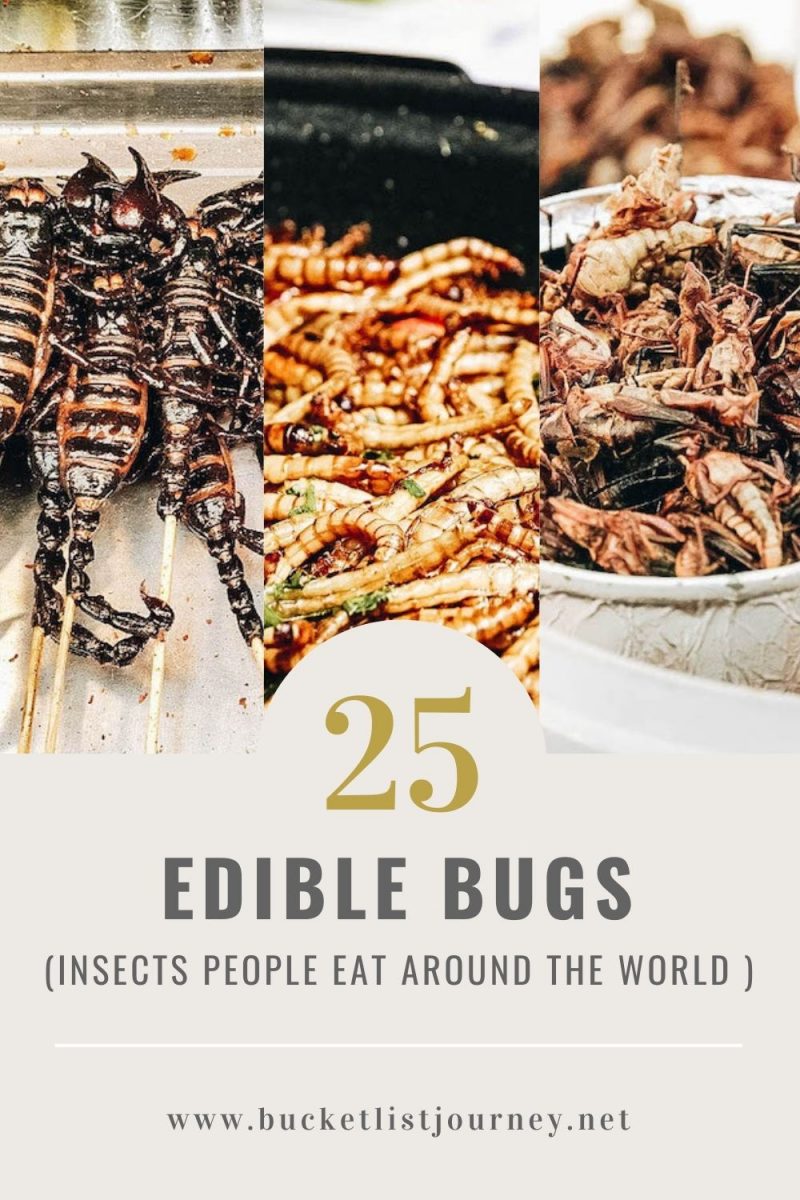 Edible Bugs Bucket List: Insects People Eat Around the World