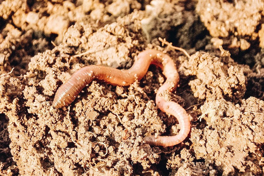 Earthworms that are edible