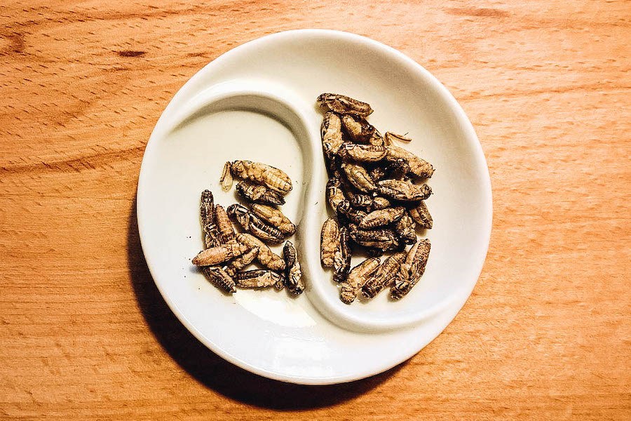 Crickets in a bowl