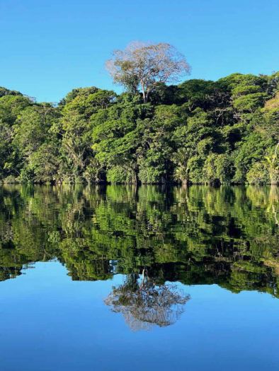 mirror image of trees on water in tortuguero national park