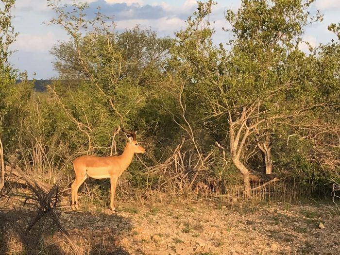 Kruger National Park Safari from Johannesburg 2
