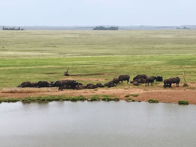 Kruger Safari from Johannesburg - Water buffalo