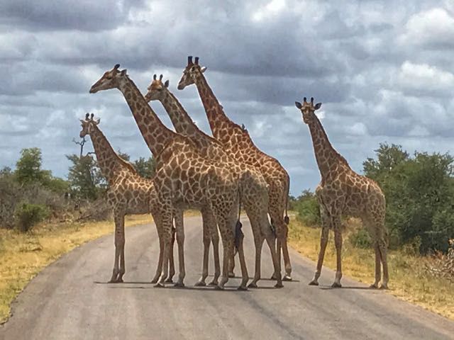 Kruger Safari from Johannesburg - giraffe