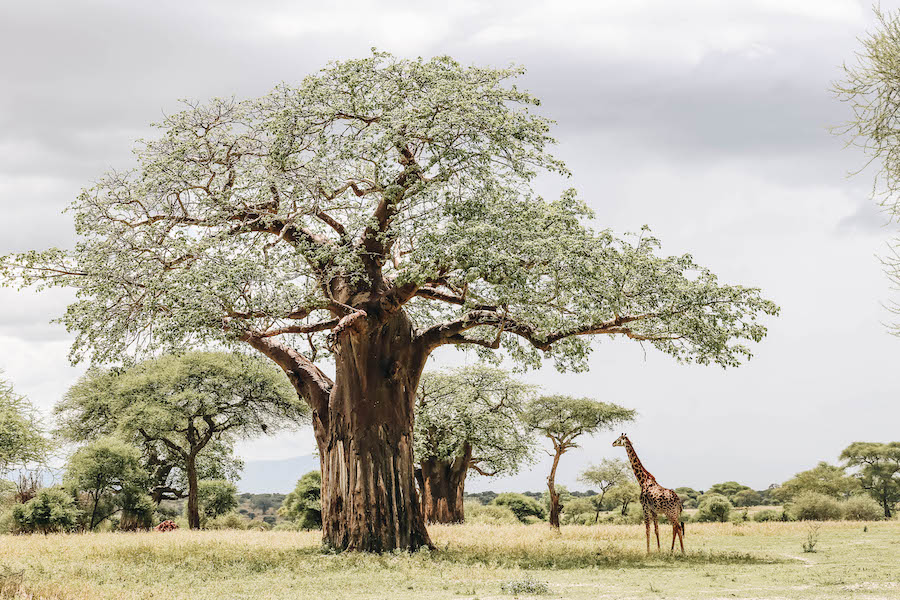 Giraffe in Tarangire National Park in Tanzania