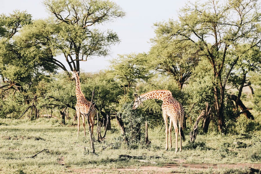 On safari at the Four Seasons Lodge in Serengeti National Park