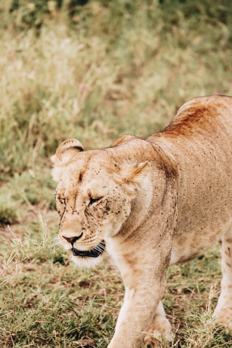 Wild Safari Animal List: Lion