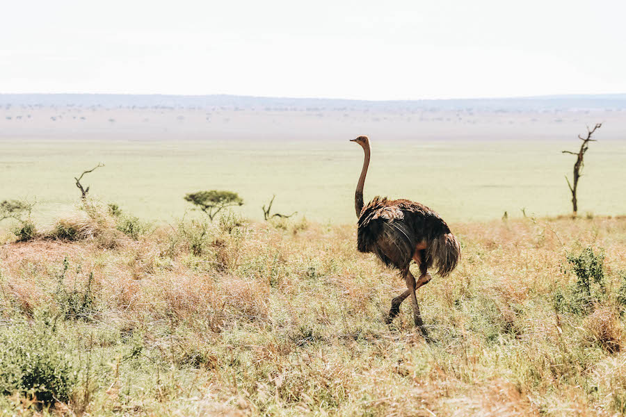 Ostrich Tarangire National Park in Tanzania