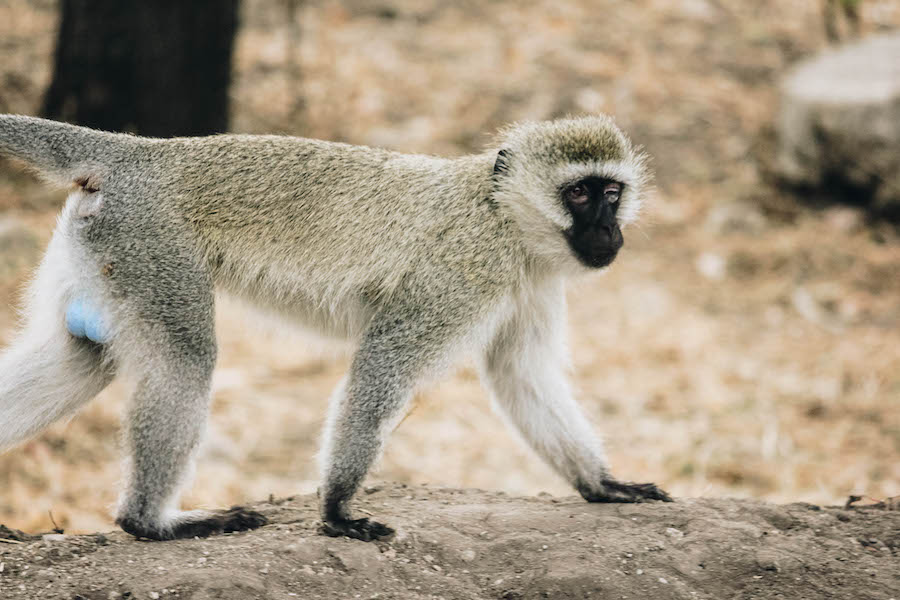 Velvet Monkey safari animal in Tanzania