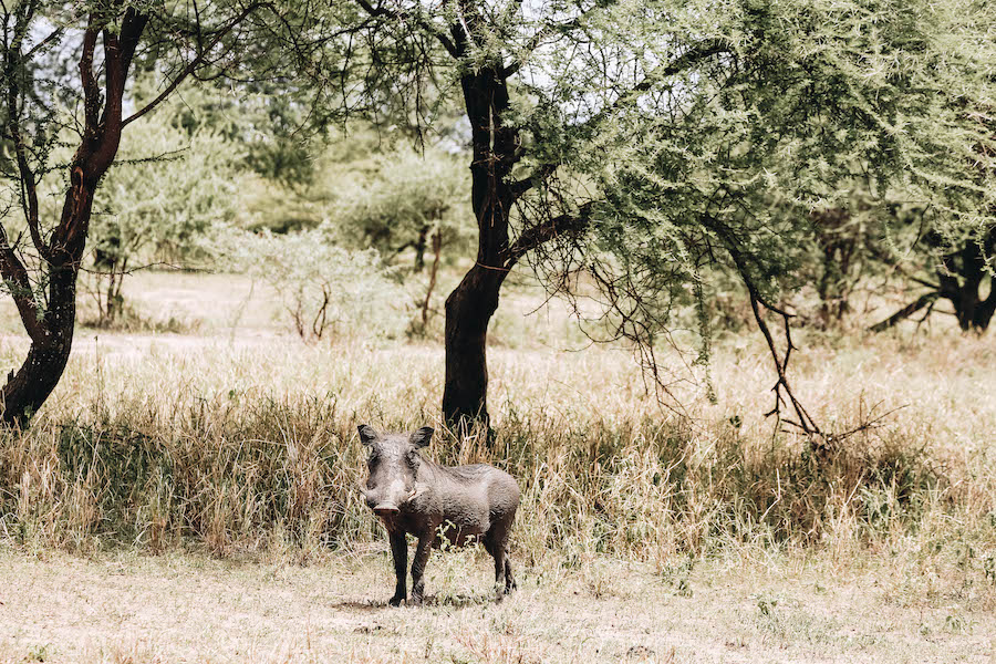 Warthog in Africa