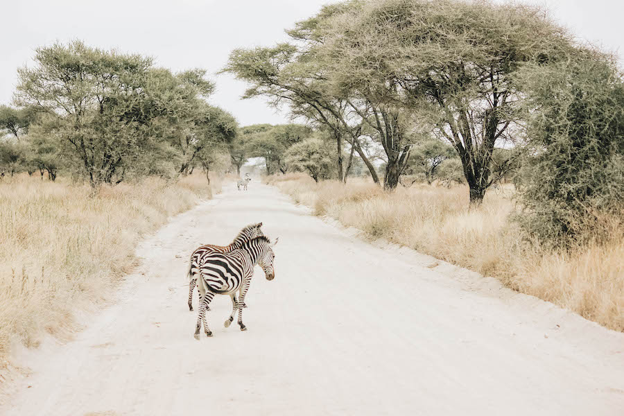 Zebras in Tarangire Park in Tanzania Africa