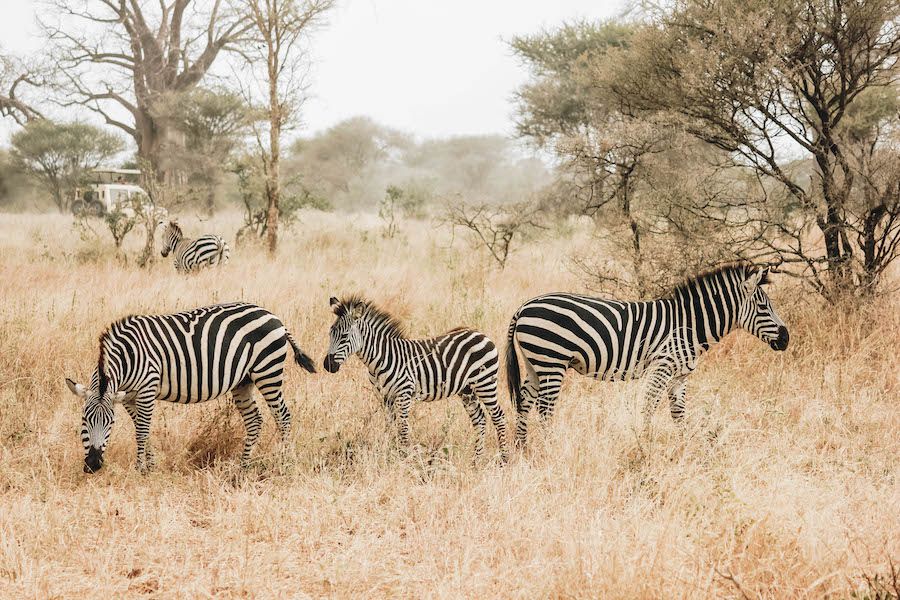 Zebras in Tarangire Park in Tanzania Africa