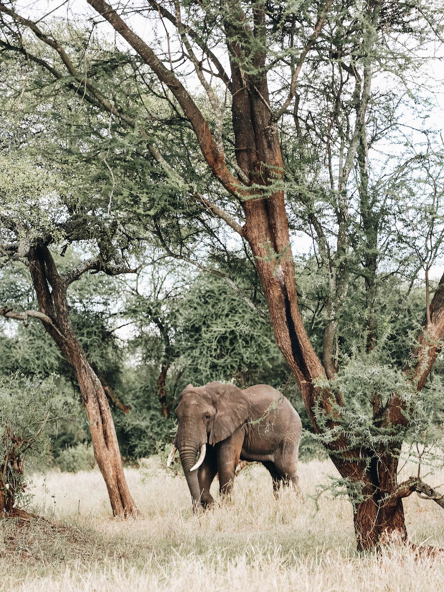 African Elephant in Tanzania Africa