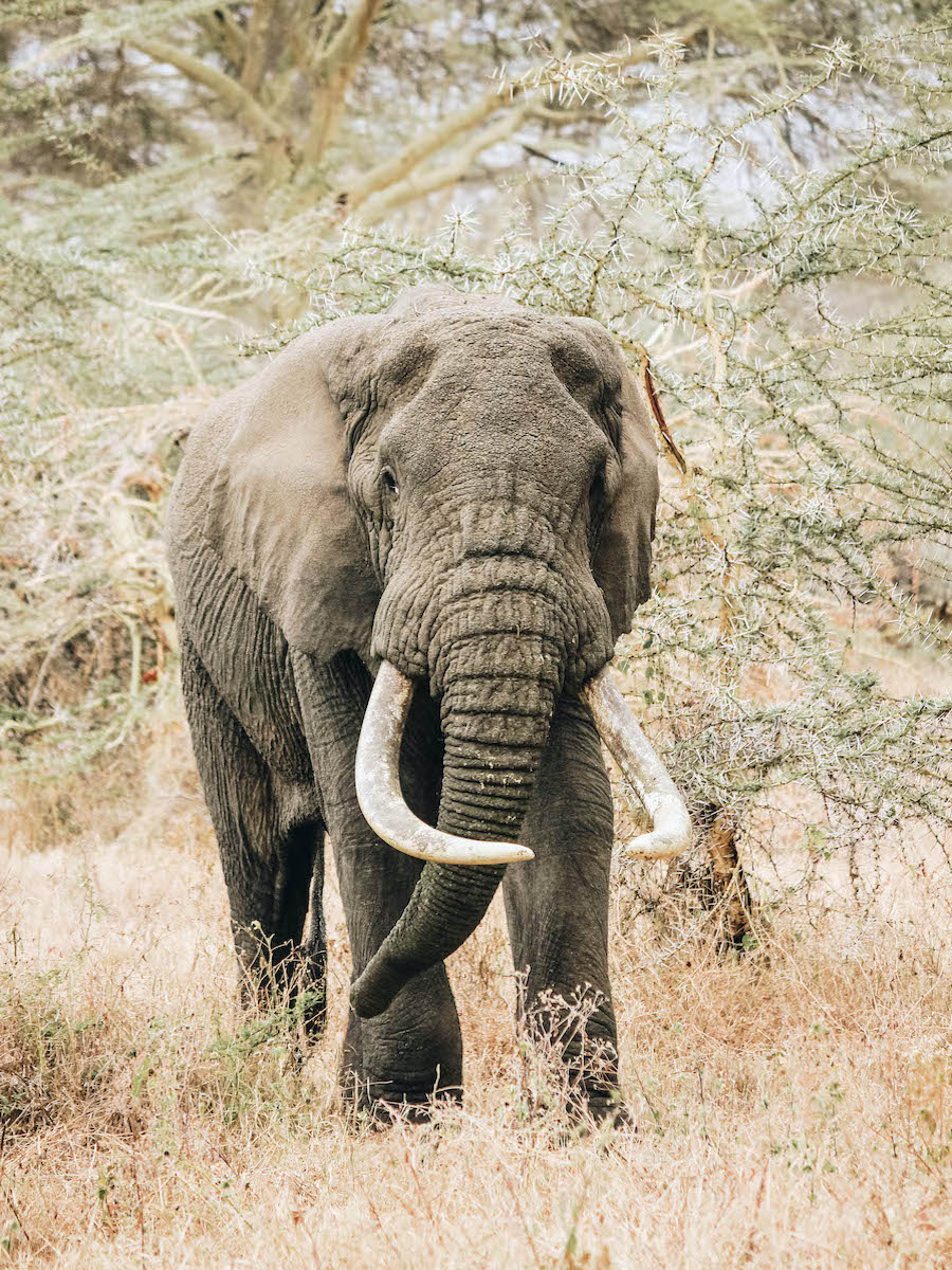 African Elephant in Tanzania Africa
