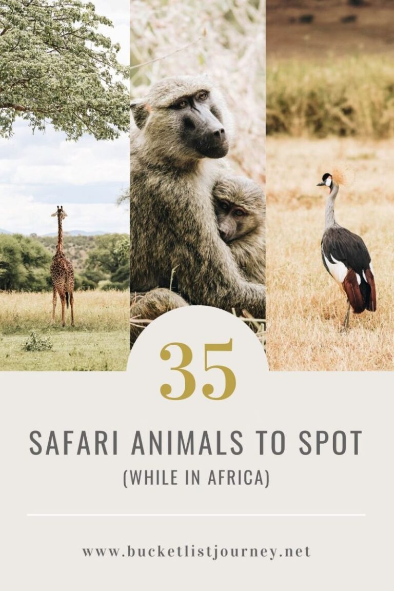 Safari Animal Bucket List: 35 Top African Wildlife to Spot