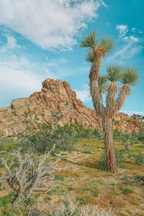 Best Things To Do In Joshua Tree National Park