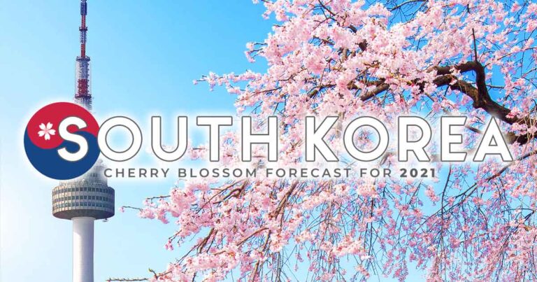 South Korea Cherry Blossom Season Forecast (2021): When & Where to Visit in Seoul and Other Regions