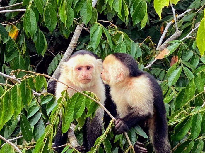 capuchin monkeys in cana negro costa rica