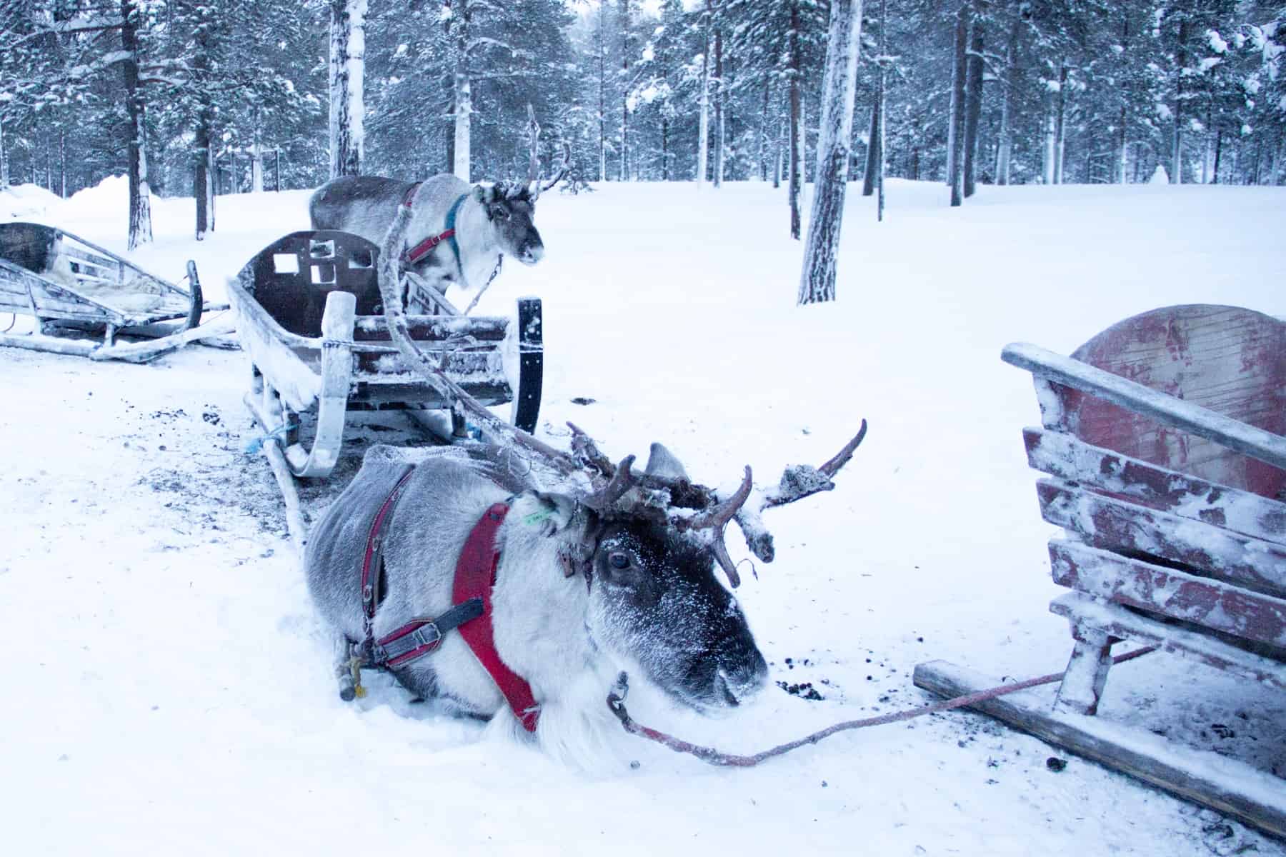 Two reindeer rest next to wooden sledges in a snow covered forest in northernmost Finland. 