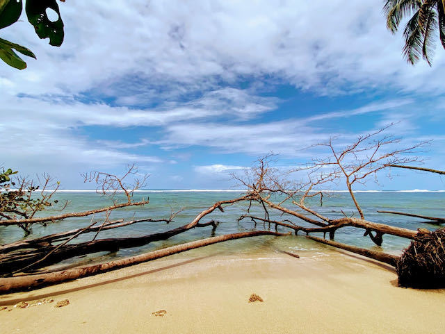 Wild beach with fallen trees in Cahuita Costa Rica