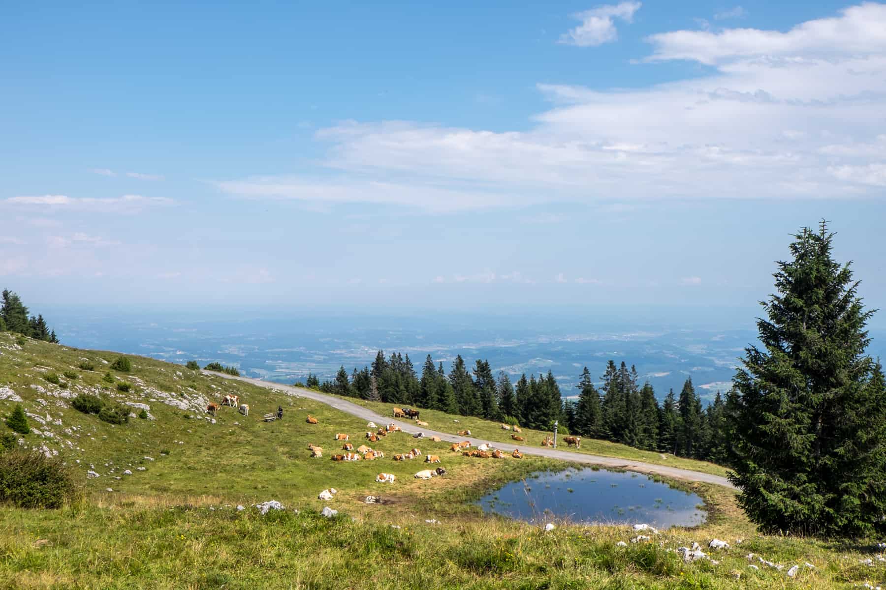 A herd of cows next to a pool of water, surrounded by trees on top of the green woodland of Schöckl Mountain, Graz, Austria