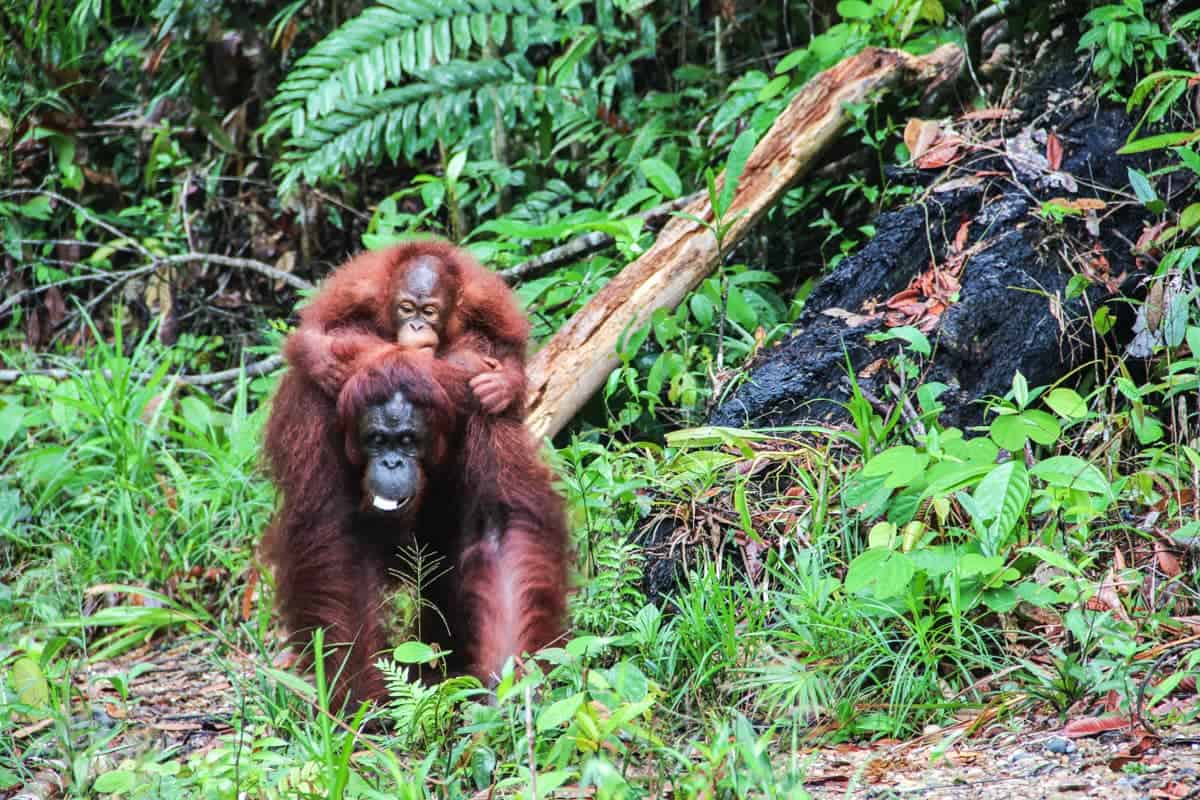 Mother and Baby Orangutans in Borneo Sanctuary
