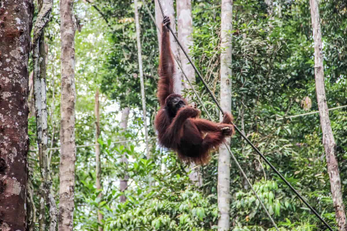 Playful Orangutans in Sarawak Borneo