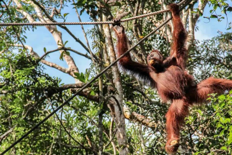 Seeing Orangutans in Borneo Responsibly – Semenggoh Centre, Sarawak