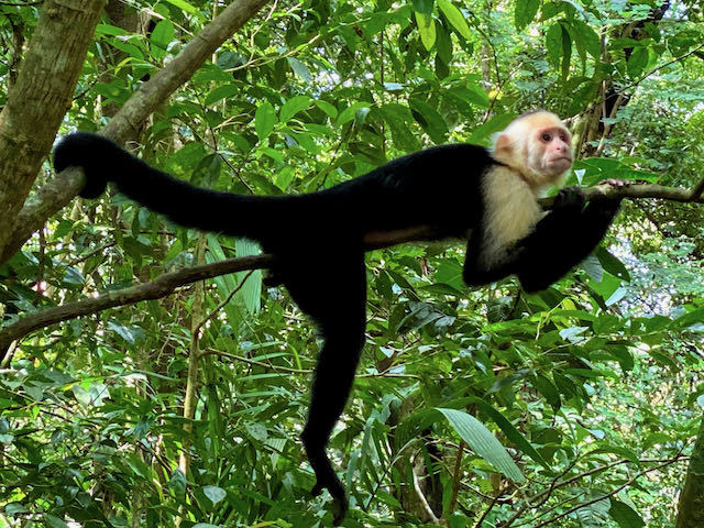 black and chite capuchin monkey in a tree in manuel antonio
