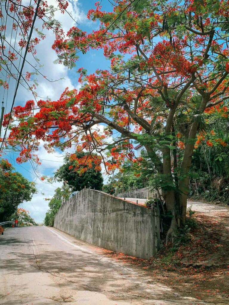 Flamboyant trees in bloom during summer in St Thomas USVI