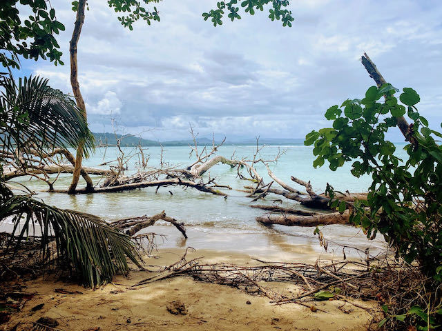 fallen trees on a wild beach in costa rica