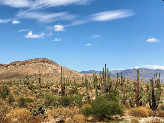 desert and cacti in baja california mexico