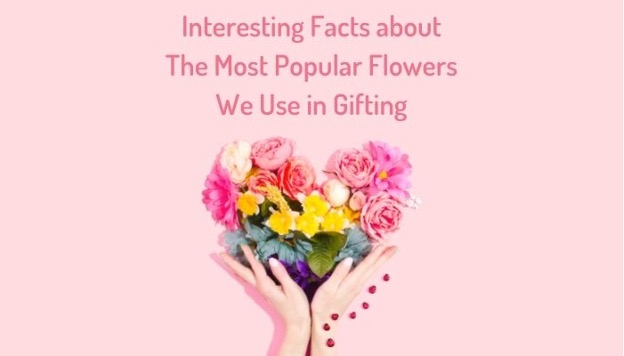 Interesting Facts about The Most Popular Flowers we Use in Gifting