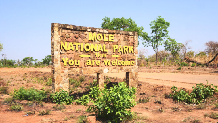 Top 5 Things to Do in Mole National Park, Ghana