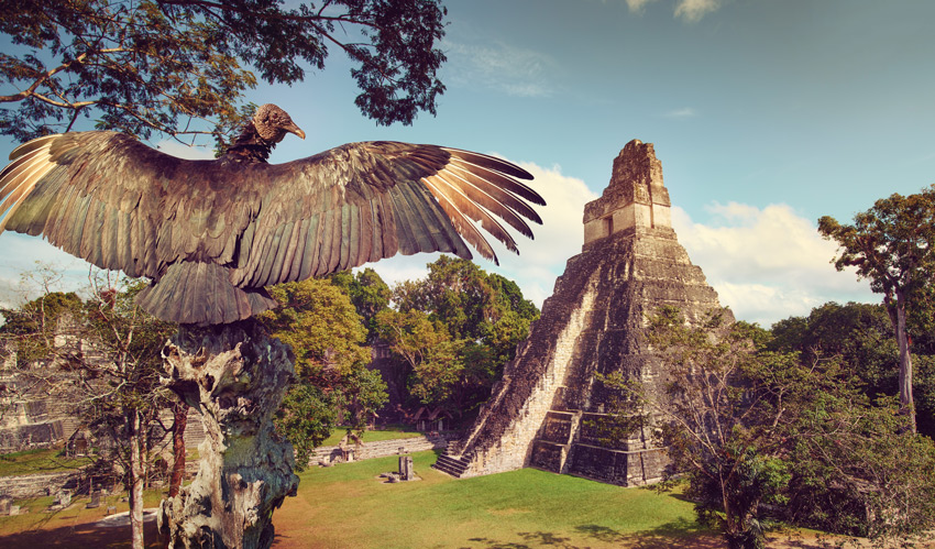GUATEMALA-Neophron-looking-at-the-ancient-ruins-of-the-Mayan-city-of-Tikal.-Central-America,-Guatemala-holidays