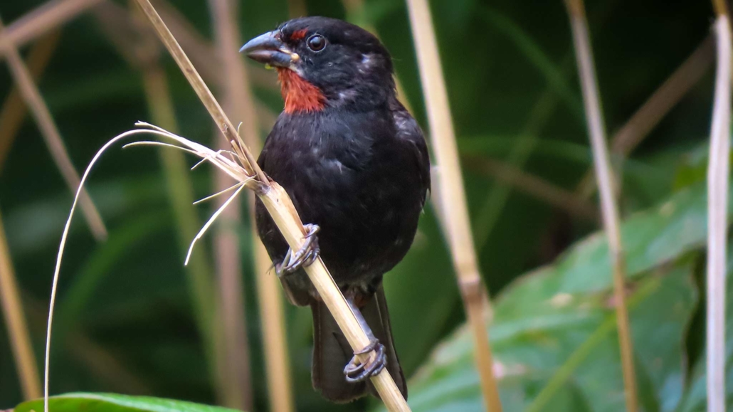 A small bird in Dominica