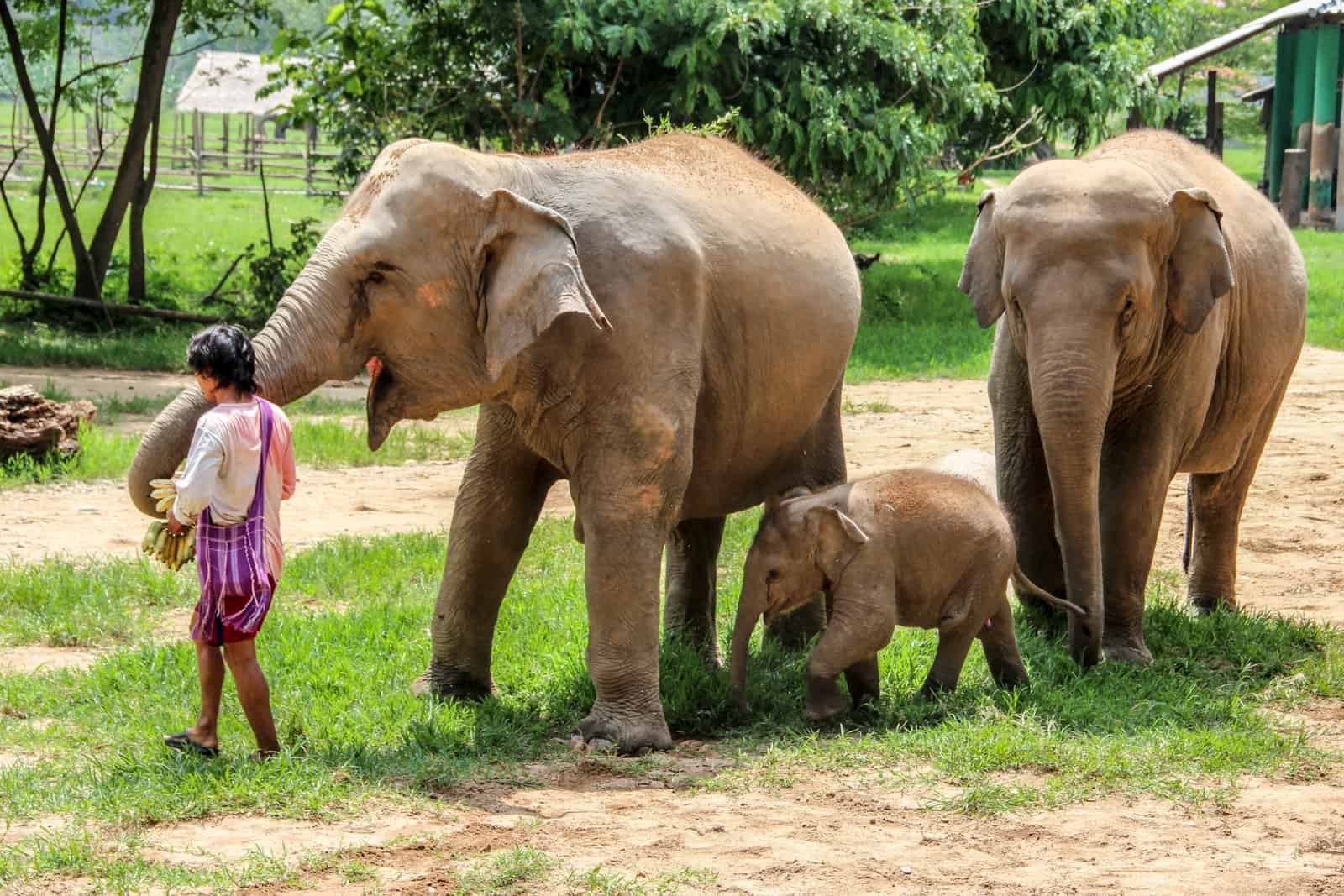 A mahout interacts with two adult elephants and a baby elephant, Elephants who are enjoying freedom at the Elephant Nature park project in Thailand after a life of abuse.
