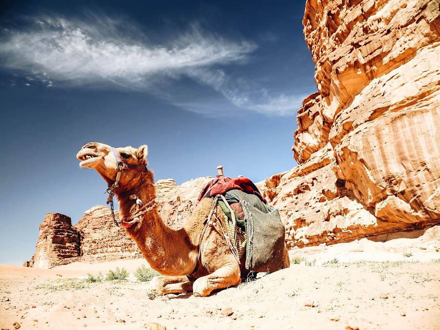 Wadi Rum Desert Camel