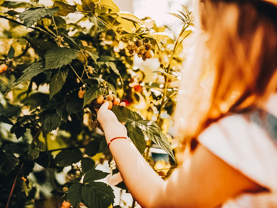 Berry Picking