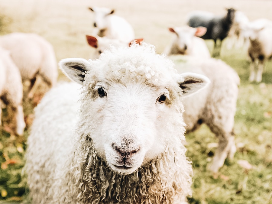 A cute sheep on a farm