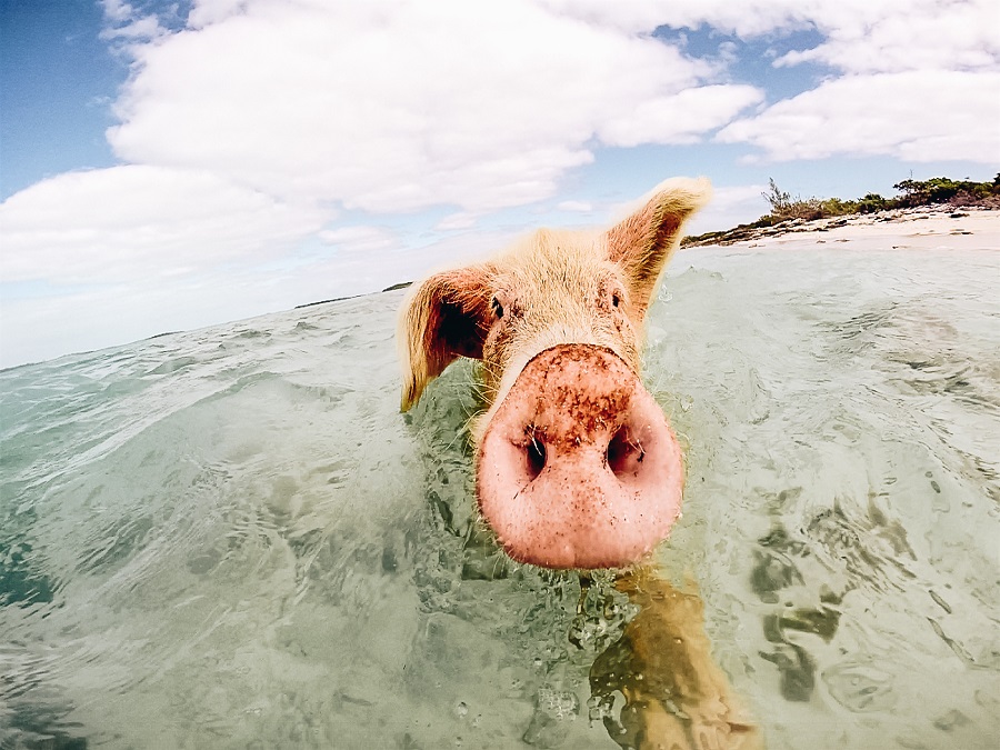 Swimming Pigs in Exuma
