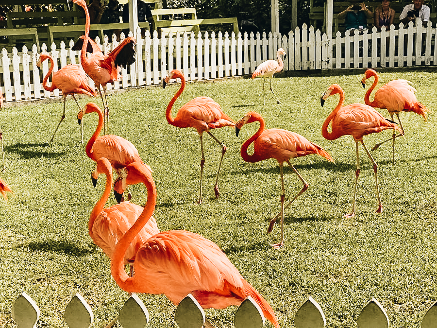 Flamingos at Ardastra Gardens