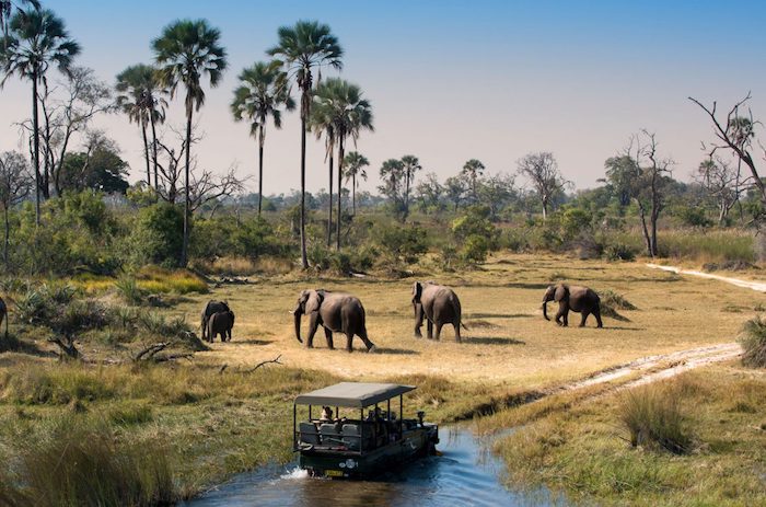 The Okavango Delta: An Oasis in the Heart of Botswana